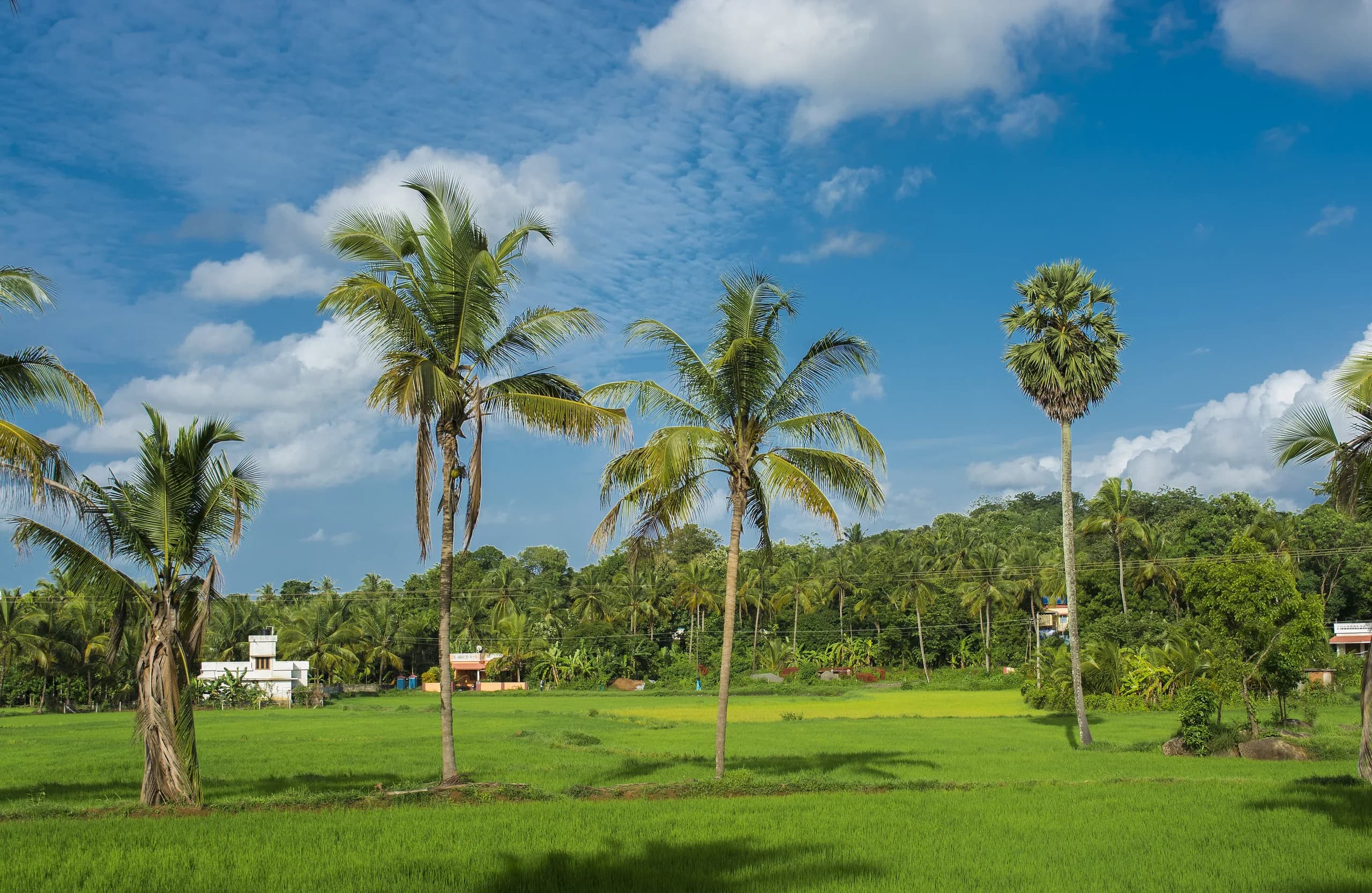 Green paddy fields lined with coconut palms in Kerala