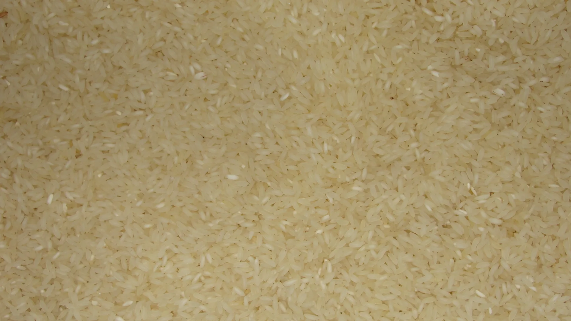 Close-up of milled white rice grains