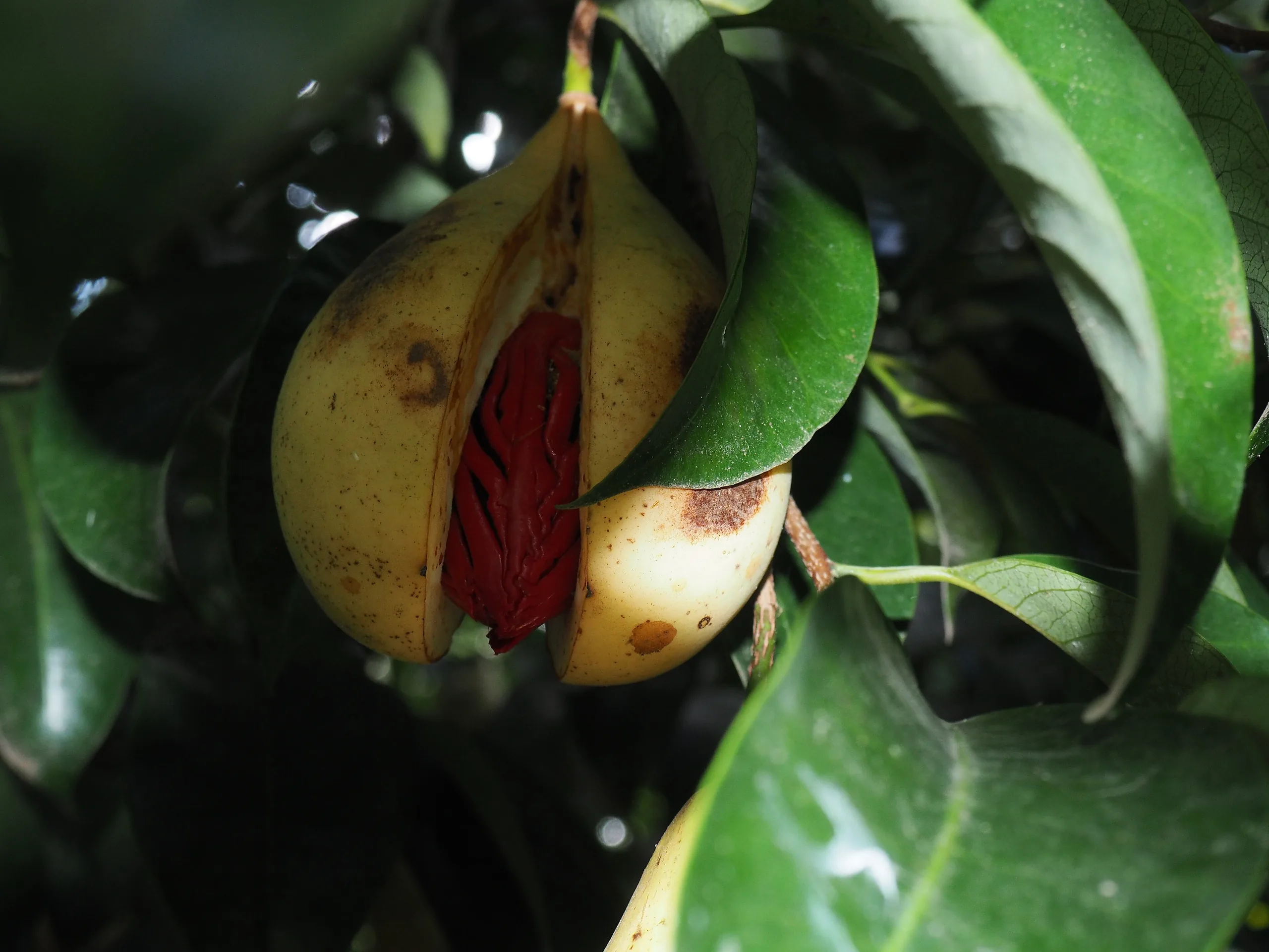 An opened nutmeg fruit on the tree with the red mace aril around the seed