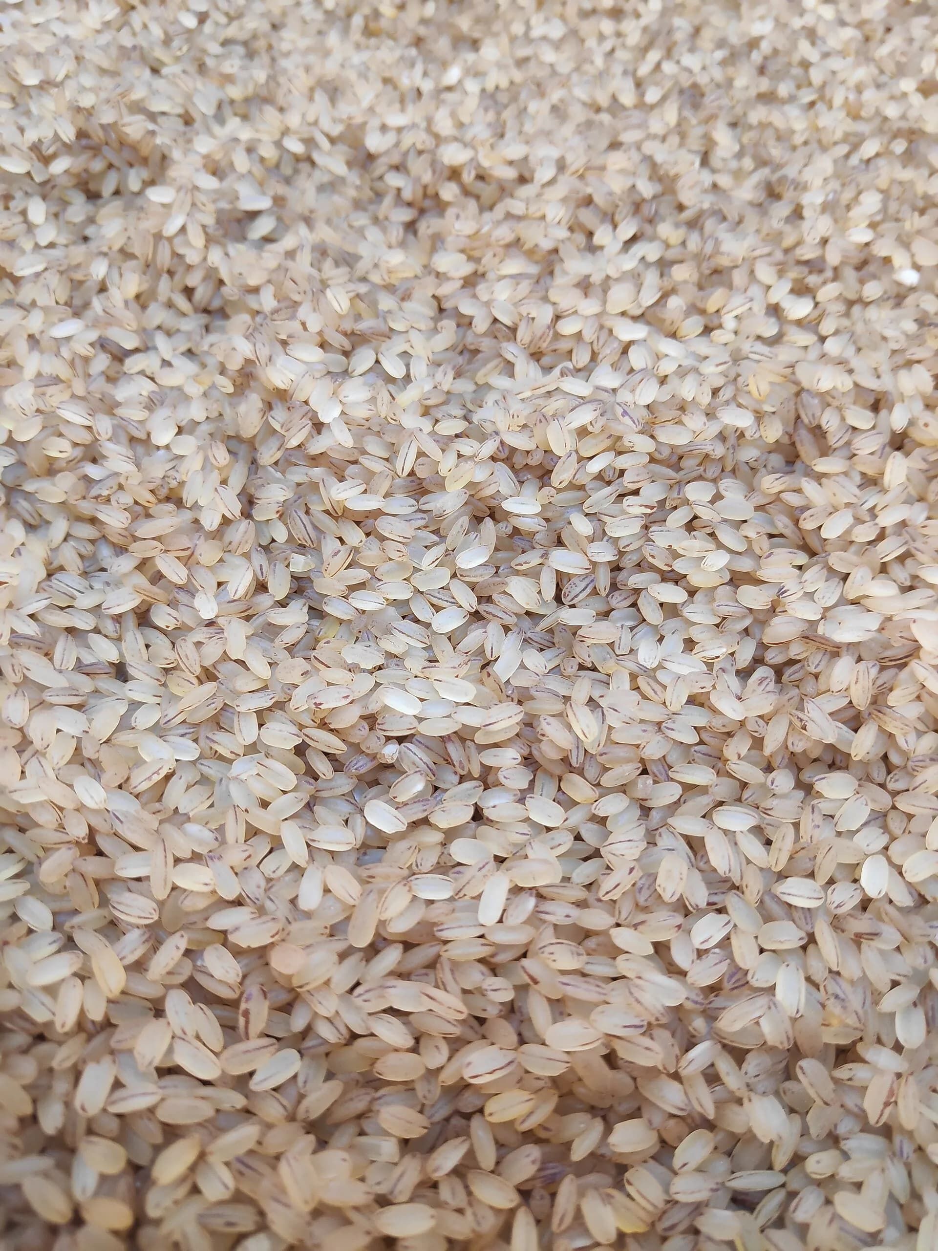 Close-up of uncooked Matta rice grains with a reddish-brown bran layer